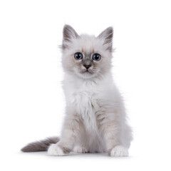 Fototapeta premium Cute fluffy Sacred Birman cat kitten, sitting up facing front. Looking towards camera. Isolated on a white background.