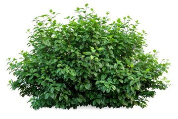 Fototapeta premium Lush Green Garden Bush