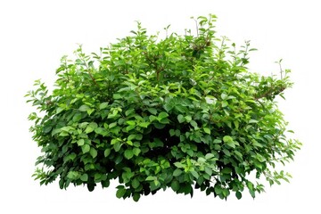 Fototapeta premium Lush Green Shrub Isolated on White