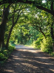 Obraz premium The sun shines through the trees in the forest