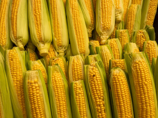 Pannocchie fresche di mais granturco
