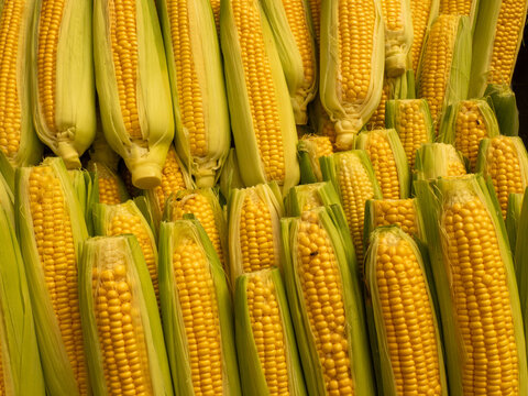 Pannocchie fresche di mais granturco