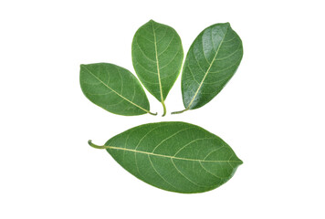 Leaves of jackfruit isolated on a white background