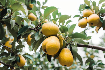 Fresh and juicy pears in the tree