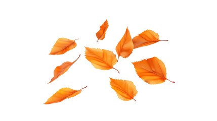Scattered autumn leaves, vibrant orange and brown, isolated on white background, perfect for fall-themed designs and seasonal decorations.
