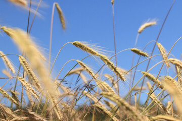 Obraz premium Ears of rye against the sky. Grain field, ears of grain close-up. Agricultural field of rye. Field on a sunny day. Background of ripening grains in a field. Harvest concept