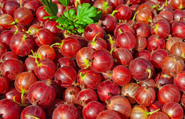Frisch geerntete rote Stachelbeeren