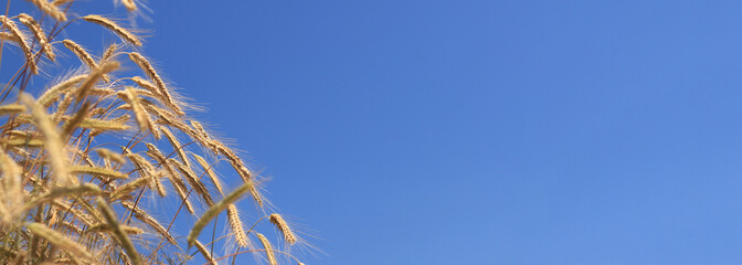 Ears of rye against the sky. Grain field, ears of grain close-up. Agricultural field of rye. Field on a sunny day. Background of ripening grains in a field. Harvest concept