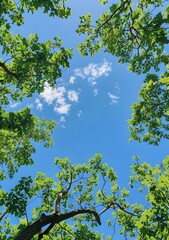 Fototapeta premium Looking up at the blue sky through the branches and leaves of a tree