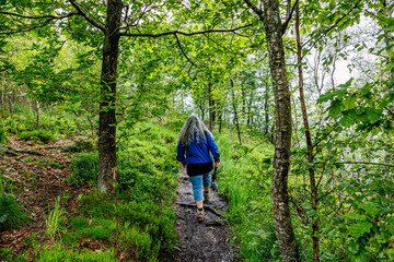 Fototapeta premium Rear view of a mature female hiker walking on trail between wild grass and green leafy trees, climbing a hill in Warche Valley, foggy in blurred background, cloudy summer day in Waimes, Belgium