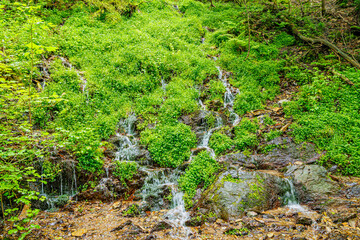 Small streams of water descending on slope of a mountain covered with wild vegetation, towards...
