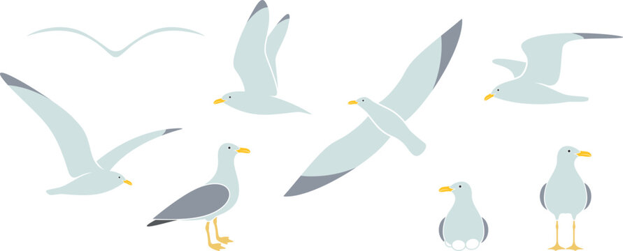 Seagull logo. Isolated seagull on white background. Bird