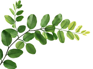 Fototapeta premium acacia leaves with leaves on white background isolated