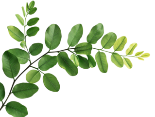 acacia leaves with leaves on white background isolated