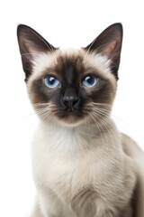 Siamese kitten with intense blue eyes staring on white background