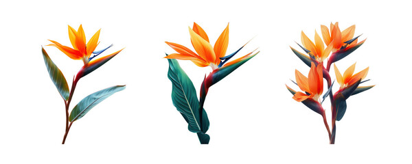 Set with beautiful Bird of Paradise tropical flowers and green leaves, isolated on transparent background