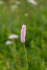 Beautiful flowers of Bistorta officinalis in the Tatra Mountains, Poland. bistort, common bistort, European bistort, meadow bistort