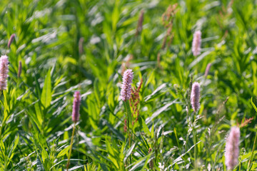Beautiful flowers of Bistorta officinalis in the Tatra Mountains, Poland. bistort, common bistort, European bistort, meadow bistort