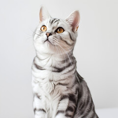 Obraz premium American shorthair cat, gray and white. Sit and look up in style on white back background.