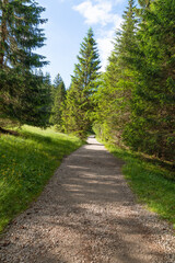 Mountain path in a spruce forest. Hiking, active recreation in the mountains. Tatras