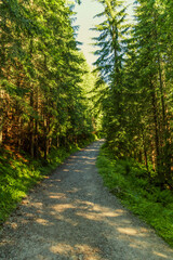 Mountain path in a spruce forest. Hiking, active recreation in the mountains. Tatras