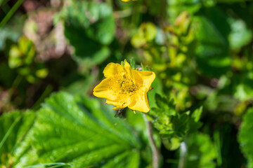 Beautiful yellow flower of Geum montanum, the Alpine avens. Tatra Mountains