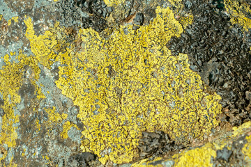 Candelariella vitellina. Yellow crustose areolate lichen on a stone, close-up.