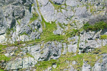 Stone cliff covered with green vegetation, close-up. Stone background