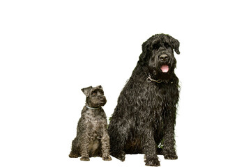 Portrait of 2 sittings black dog on white background. One is a miniature schnauzer and one is a giant schnauzer.