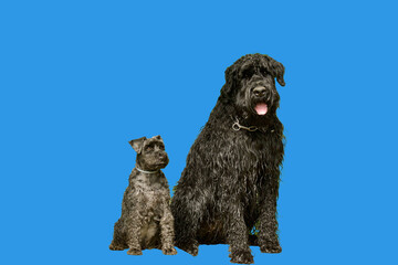 Portrait of 2 sittings black dog on blue background. One is a miniature schnauzer and one is a giant schnauzer.
