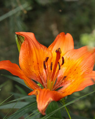Fototapeta premium orange tiger lily