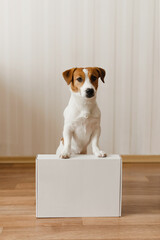 Funny jack russell terrier dog sits with the white cardboard box at home. Cute dog unpacking an online order, pet shopping concept