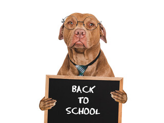 Back to school. Cute dog and black board with an inscription. Close-up, isolated background. Studio...