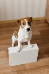 Funny jack russell terrier dog sits with the white cardboard box at home. Cute dog unpacking an...