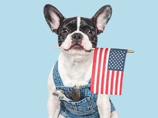 Cute puppy, American Flag, denim overalls and spanners. Close-up, indoors. Studio shot. Congratulations for family, relatives, loved ones, friends and colleagues. Pets care concept