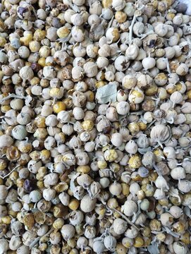 Withania coagulans, Indian reenet, dry biotic paneer booti, dodi, doda, phool,  panirdoda pannir doddi, paneerdodi, paneerdoda, paneerka phool, paneerdodhi, pansar, medicinal plant closeup 
 