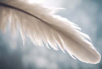 Naklejka premium black bird feather olated light soft fluffy falling white object blue swan sky air