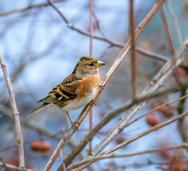 Brambling bird sitting on a tree