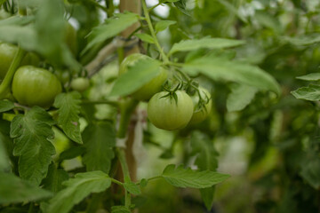 ripe red plum tomatoes in green foliage on bush. Growing of vegetables in greenhouse. High quality photo