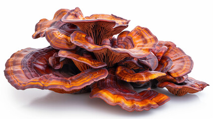 A single mushroom on a pristine white background emphasizes its unique shape and delicate texture, capturing the essence of its natural beauty. This minimalistic setting brings out the intricate.