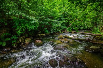 Obraz premium Beautiful stream in forest - beautiful natural landscape in the forest. holidays, relax, calm, mental health, alone