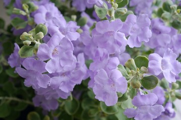  blooming flower of Purple Sage plant 