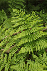 fern leaves in the forest
