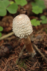 parasol mushroom in the forest