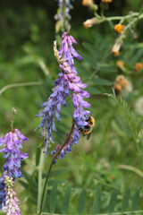 flying insect on purpleish blue wildflower
