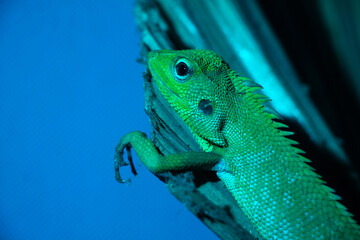 A lizard perched on a dry leaf, studio shot, negative space blue background