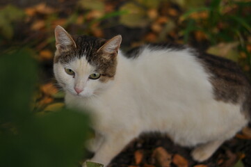An adorable cat in grass