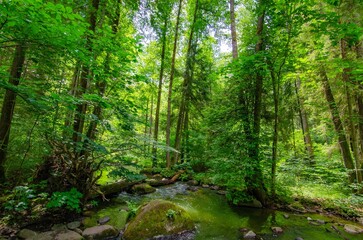 Relaxation landscape panorama of river and forest in Lithuania, neries regioninis park.