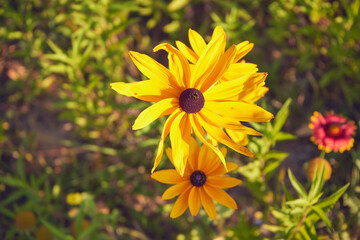 Rudbekia błyskotliwa © Marcin Łazarczyk
