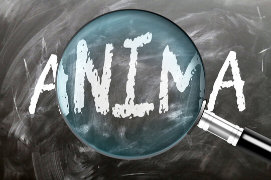 Anima - learn, study and inspect it. Taking a closer look at anima. A magnifying glass enlarging word 'anima' written on a blackboard ,3d illustration